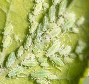 Aphid Removal